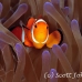 anemonefish_falseclown_kimaab14_h_0031_sul7600.jpg